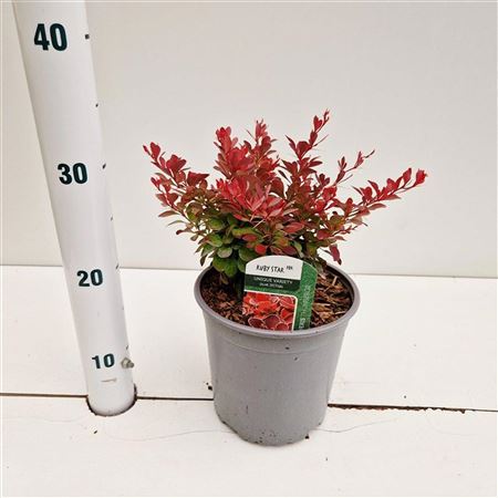 Berberis Thunb Ruby Star