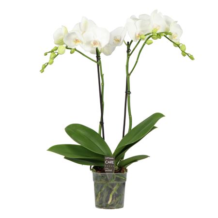 Phal 2st Funda White 18+ (opti)