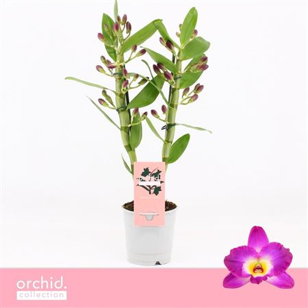 Dendr Nob 2st Akatsuki Orchid Collection