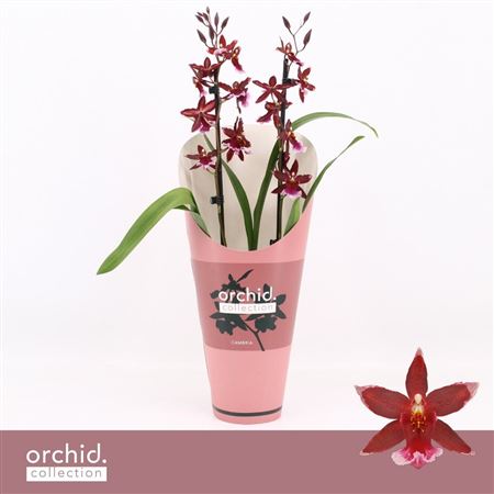 Barrocco Red 2st Orchid Collection' Potcover