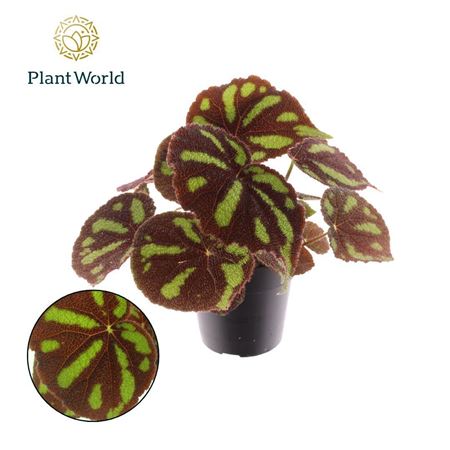 Begonia Masoniana