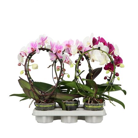 Phal 2st Mirror Mut (opti)