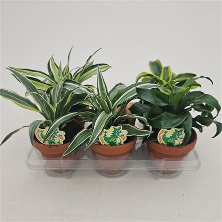 Drac Dragon Mix In Terra Cotta