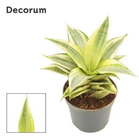 Sansevieria Gabriella Crown (decorum)