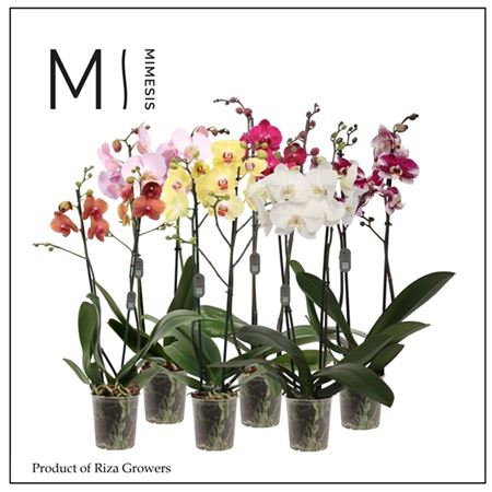 Phal 2st Mix 16+ (open)