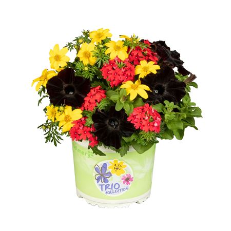 Patio Trio German Party