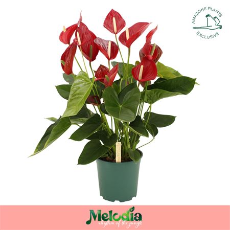 Ант Ан Мелодия Ред 10+