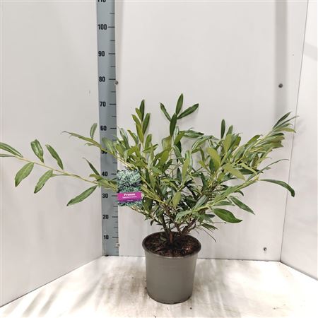 Prunus Laur Zabeliana