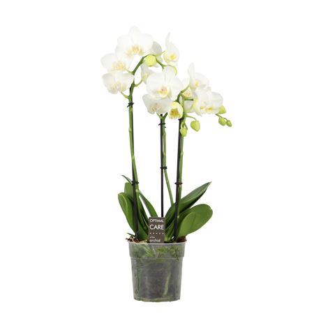 Phal 3-4st Starrion 35+ (opti)