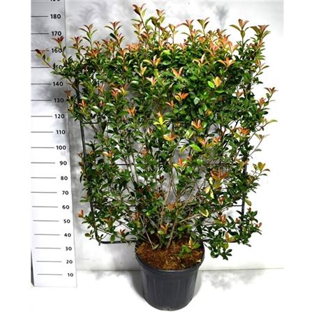 Photinia Fraseri Carré Rouge