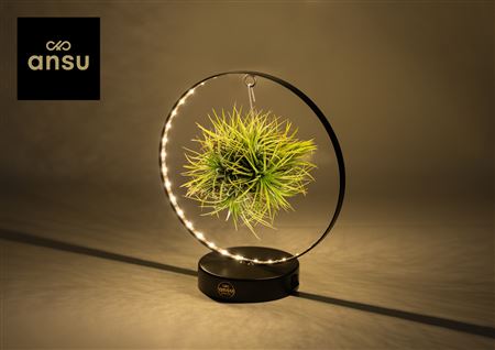 Tillandsia Christmas Edition - Black