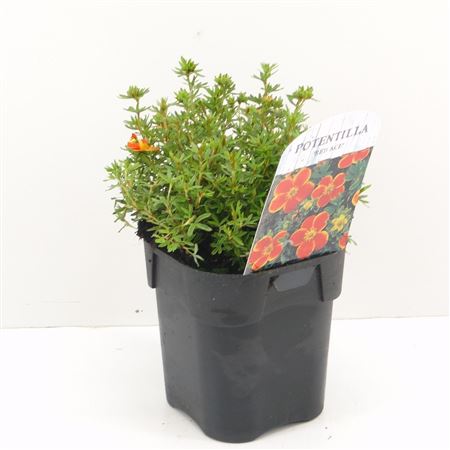 Potentilla Frut Red Ace