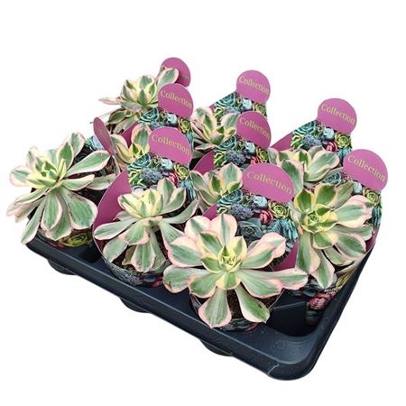 Aeonium Sunburst Potcover