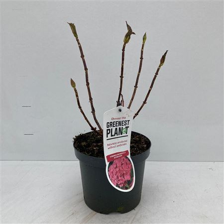 Hydrangea Ma Alpengluhen