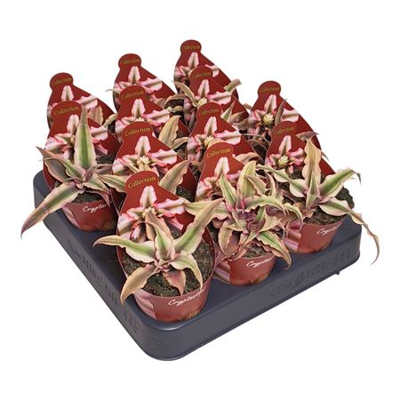 Cryptanthus Bivittatus Potcover