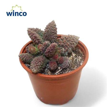 Adromischus Marianiae Herrei Pink Coral