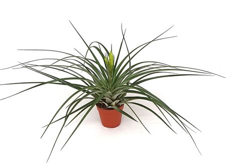 Tillandsia Mistic