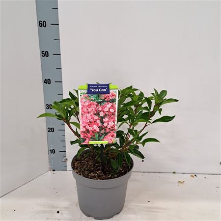 Kalmia Lat You Can