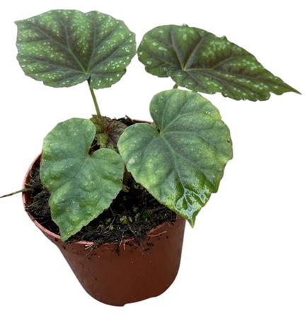 Begonia Pseudoedulis Shiwanshan