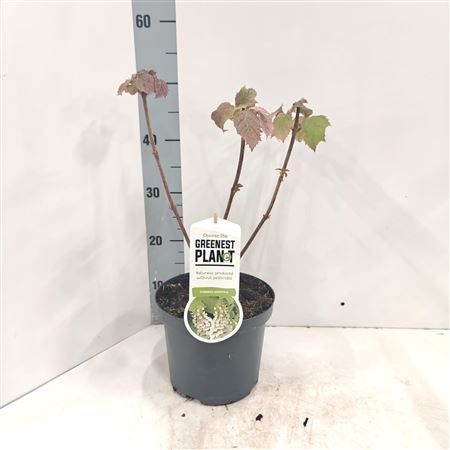 Hydrangea Quercifolia