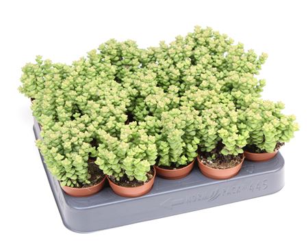 Crassula Brevifolia