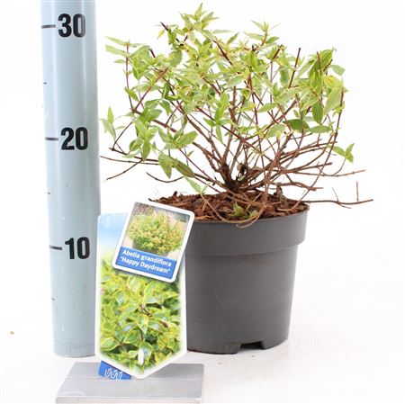 Abelia Grandiflora Happy Daydream