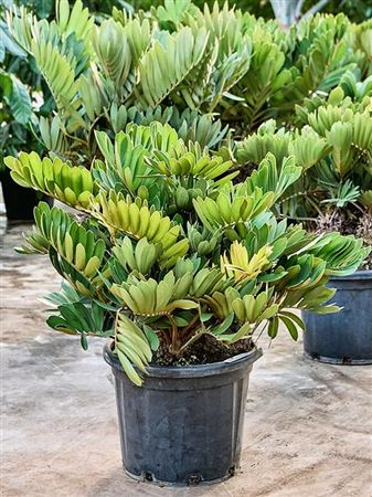 Zamia Furfuracea