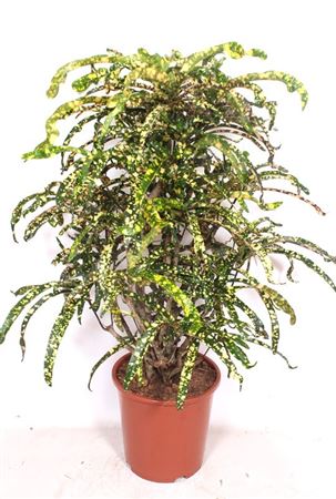 Codiaeum King Of Siam