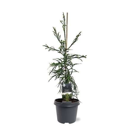Cryptomeria Jap Kyara Gold