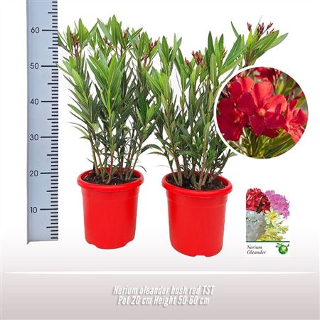 Nerium Oleander Whtie Bush Ton Sur Ton