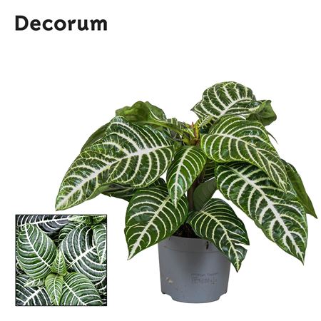 Aphelandra Botanica  Green (decorum)