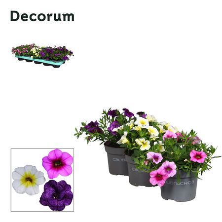 Calibrachoa Mix (decorum)