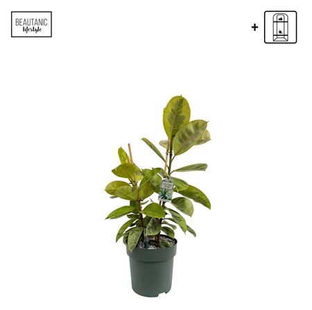 Ficus El Schrijveriana 3pp