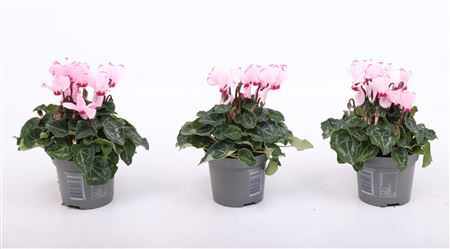 Cyclamen Verano Victoria Light Pink Eye