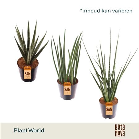 Sansevieria Luxe Mix