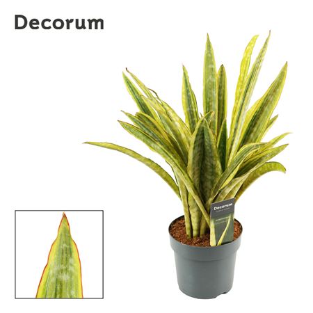 Sansevieria Aubrytiana Lauren
