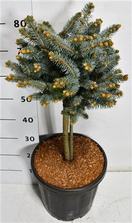 Picea Pungens Glauca Globosa On Stem