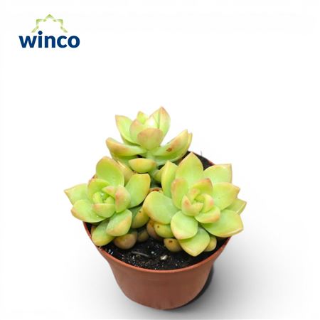 Sedum Adolphi (group)