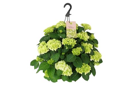 Hydrangea Ma White Hanging Pot 15+
