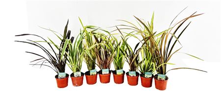 Phormium Mix