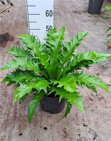 Asplenium Antiquum Gioia