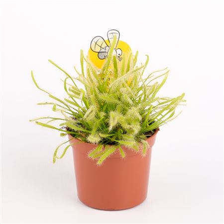 Дрозера Капенсис Альба