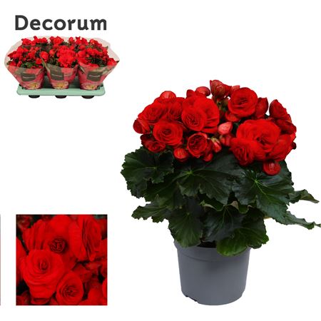 Begonia Baladin (decorum)