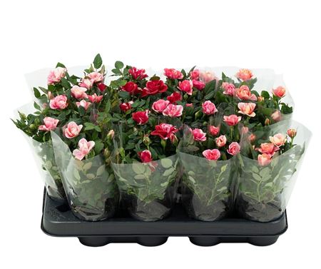 Rosa Mix