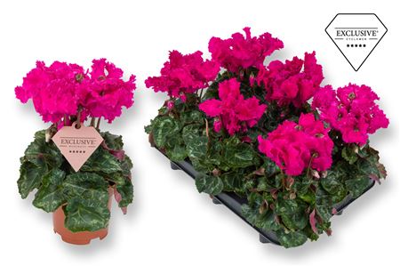 Cyclamen Merengue Purple (exclusive)