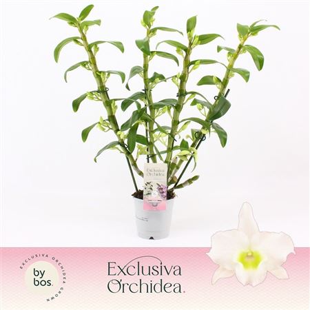 Dendr Nob 4st Apollon Exclusiva Orchidea