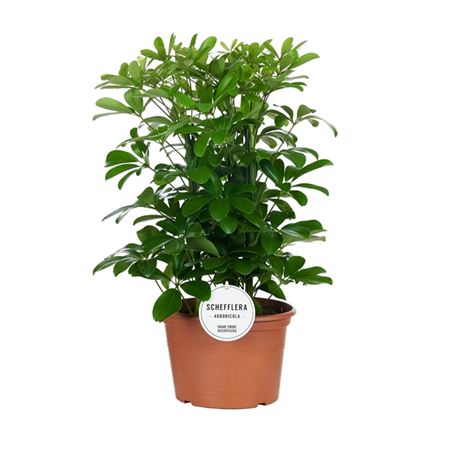 Schefflera Nora 3pp
