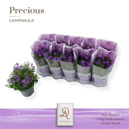 Campanula In Sleeve (dolc'amore)