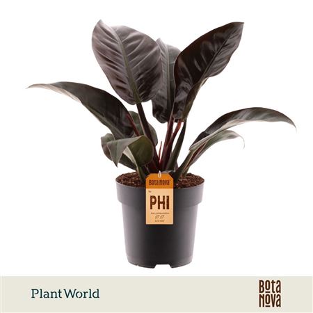 Philodendron Imperial Red (decorum)