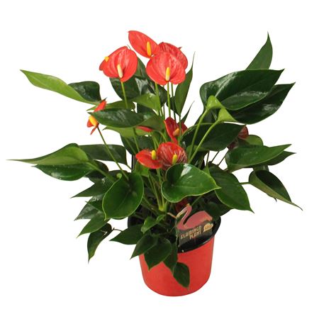 Anth An Arisa Red 5+